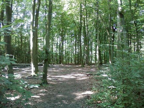 Im Wald bei Kaarst.
